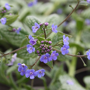 Brunnera macrophylla 'Sea Heart'