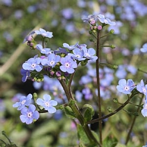 Brunnera macrophylla 'Silver Heart'