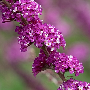 Buddleia 'Berries & Cream'