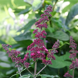 Buddleja davidii 'Prince Charming'