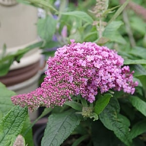 Buddleja 'Rocket Star Flamingo'