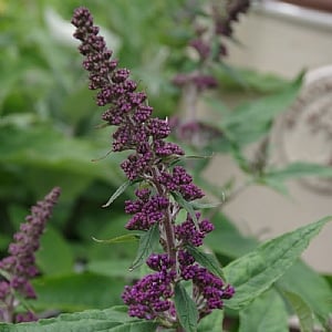 Buddleja 'Rocket Star Indigo'