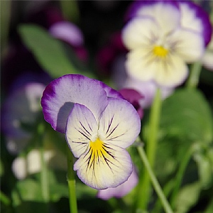 Viola 'Sorbet Neptune'