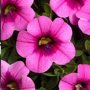 Calibrachoa Can-Can 'Pink Punch'