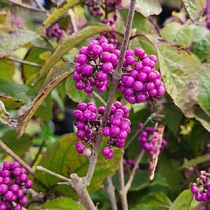 Callicarpa bodinieri 'Profusion'