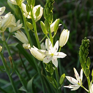 Camassia leichtlinii 'Alba'