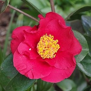 Camellia japonica 'Dr Burnside'