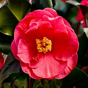 Camellia japonica 'Dr King'