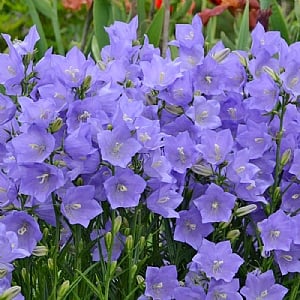 Campanula persicifolia 'Taikon Blue'