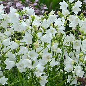 Campanula persicifolia 'Taikon White'