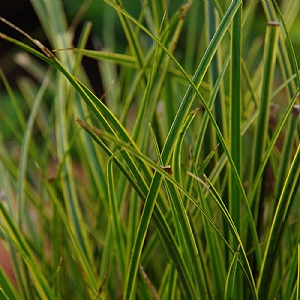 Carex 'Honeymoon'