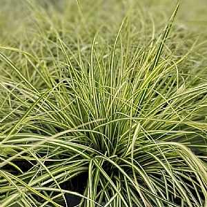 Carex oshimensis 'Moonlight'