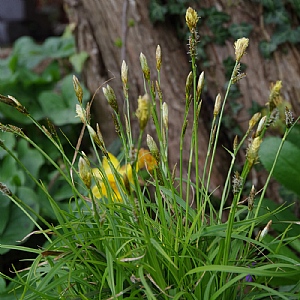 Carex 'The Beatles'