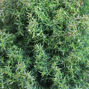 Chamaecyparis obtusa 'Blue Feather'