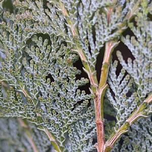 Chamaecyparis lawsoniana 'Columnaris'