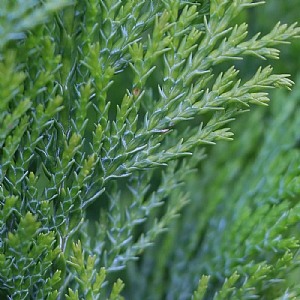 Chamaecyparis lawsoniana 'Ellwoods Empire'