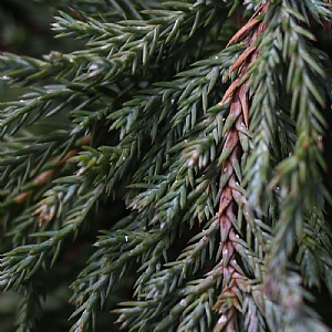 Chamaecyparis lawsoniana 'Ellwoodii'