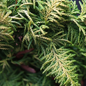 Chamaecyparis obtusa 'Fernspray Gold'