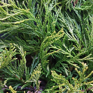 Chamaecyparis pisifera 'Filifera Aurea'