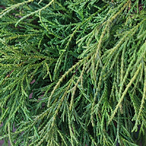 Chamaecyparis pisifera 'Filifera Nana'