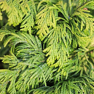 Chamaecyparis lawsoniana 'Jeanette'