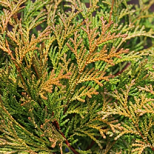 Chamaecyparis obtusa 'Karamachiba'