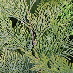 Chamaecyparis lawsoniana 'Lanei'