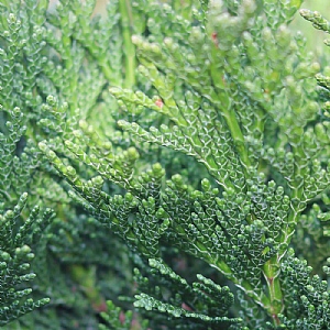 Chamaecyparis lawsoniana 'Minima Glauca'