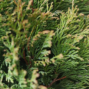 Chamaecyparis lawsoniana 'Miki'