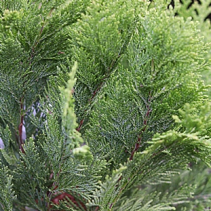 Chamaecyparis lawsoniana 'Moonsprite'