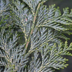 Chamaecyparis lawsoniana 'Pembury Blue'