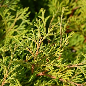 Chamaecyparis obtusa 'Pygmaea'