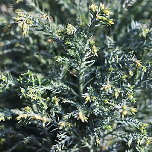 Chamaecyparis lawsoniana 'Snow White'