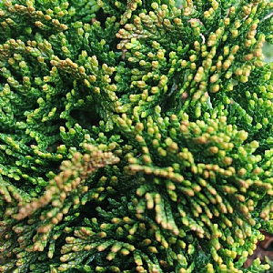 Chamaecyparis obtusa 'Tempelhof'