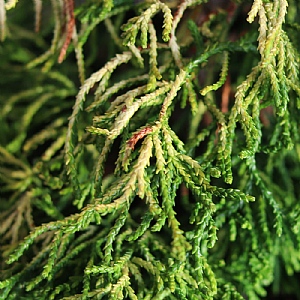 Chamaecyparis obtusa 'Tsatsumi Gold'