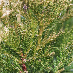 Chamaecyparis pisifera 'White Beauty'