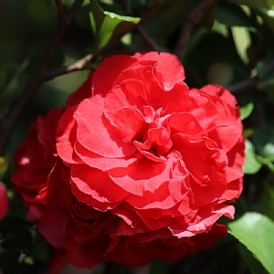 Chaenomeles speciosa 'Pink Storm'