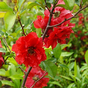 Chaenomeles speciosa 'Scarlet Storm'