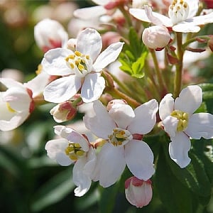 Choisya 'Greenfingers'