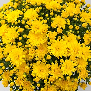 Chrysanthemum 'Brancrown'