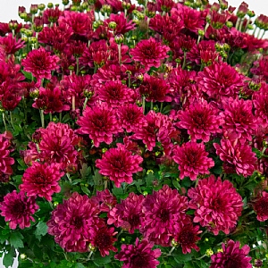 Chrysanthemum 'Bransound Magenta'