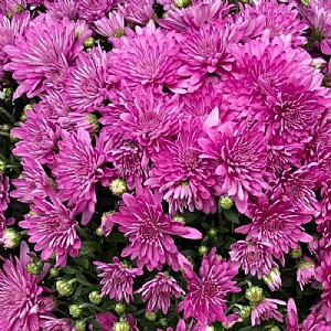 Chrysanthemum 'Branangel Pink'