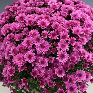 Chrysanthemum 'Bransound Purple'