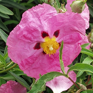 Cistus x purpureus