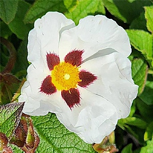 Cistus 'Snow Fire'