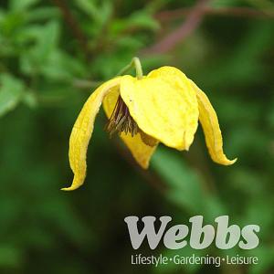 Clematis orientalis 'Bill MacKenzie'