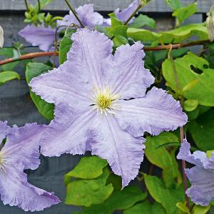 Clematis 'Blue Angel'