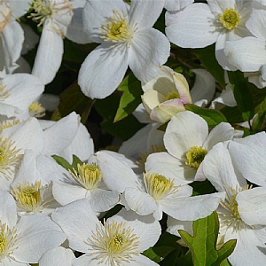 Clematis montana var grandiflora