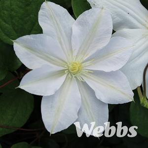 Clematis 'Marie Boisselot'