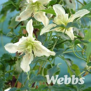 Clematis cirrhosa 'Ourika Valley'